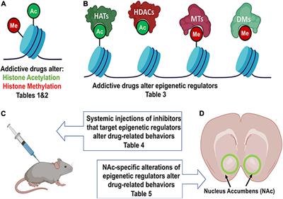 Epigenetic Effects of Addictive Drugs in the Nucleus Accumbens